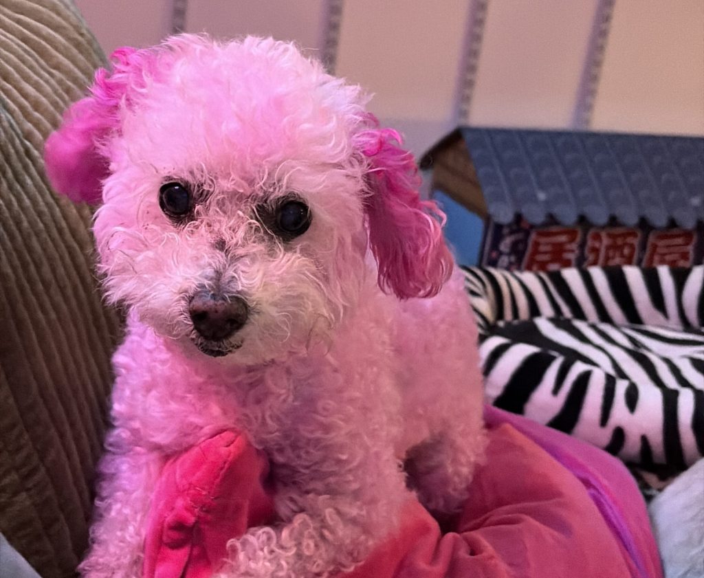 a tiny, pink, toy poodle sits on top of a pink pillow on a couch. She stares directly into the camera.